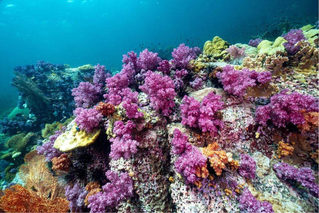 diving in Koh lipe