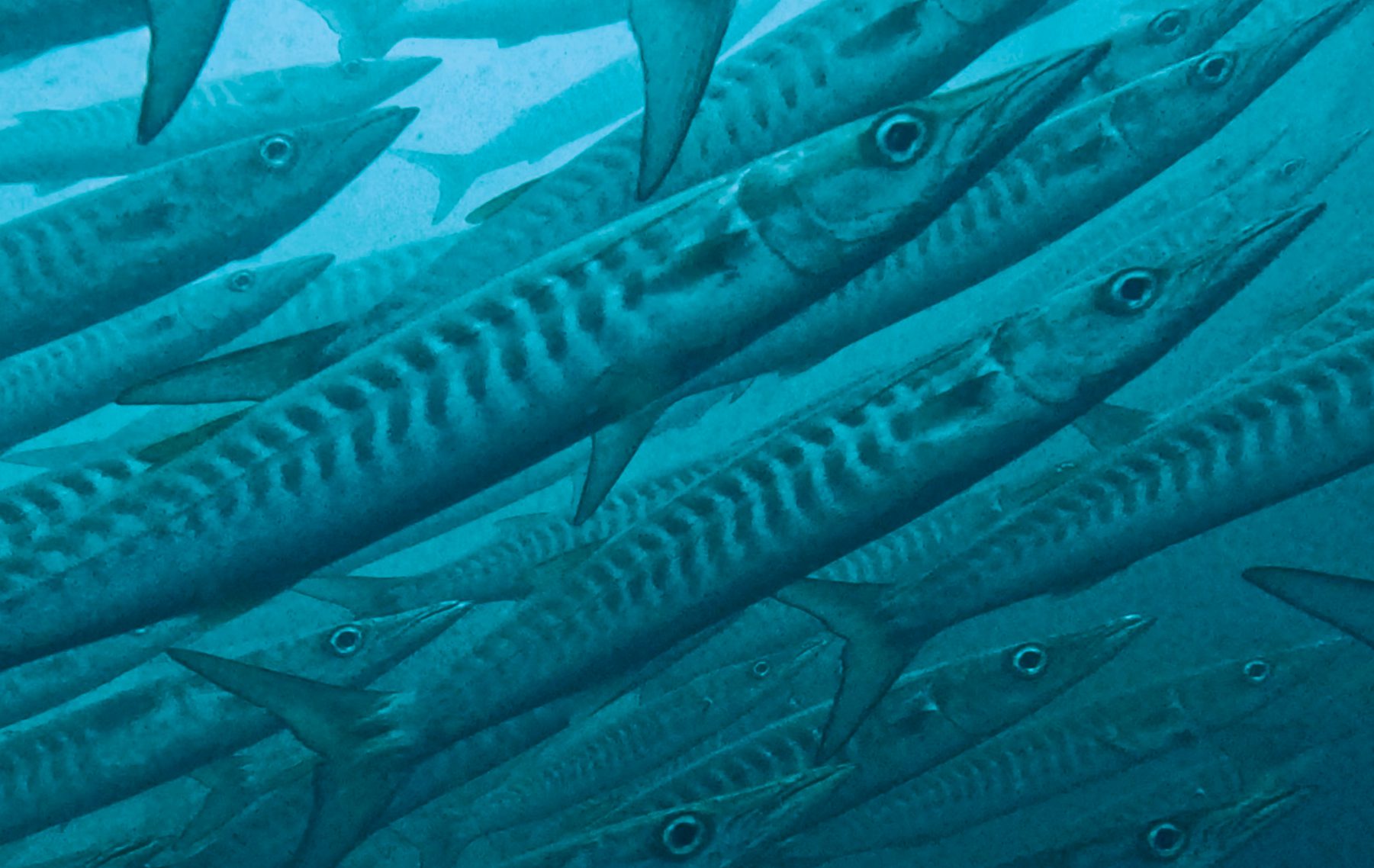 Barracuda underwater