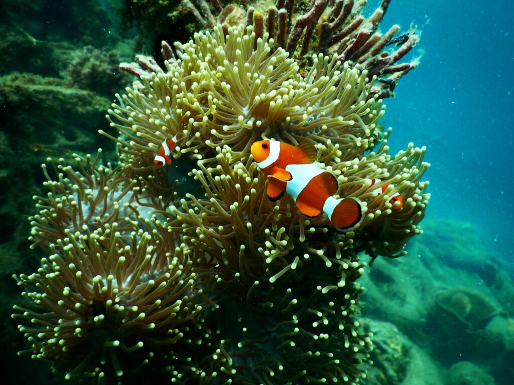 honey comb dive site koh lipe
