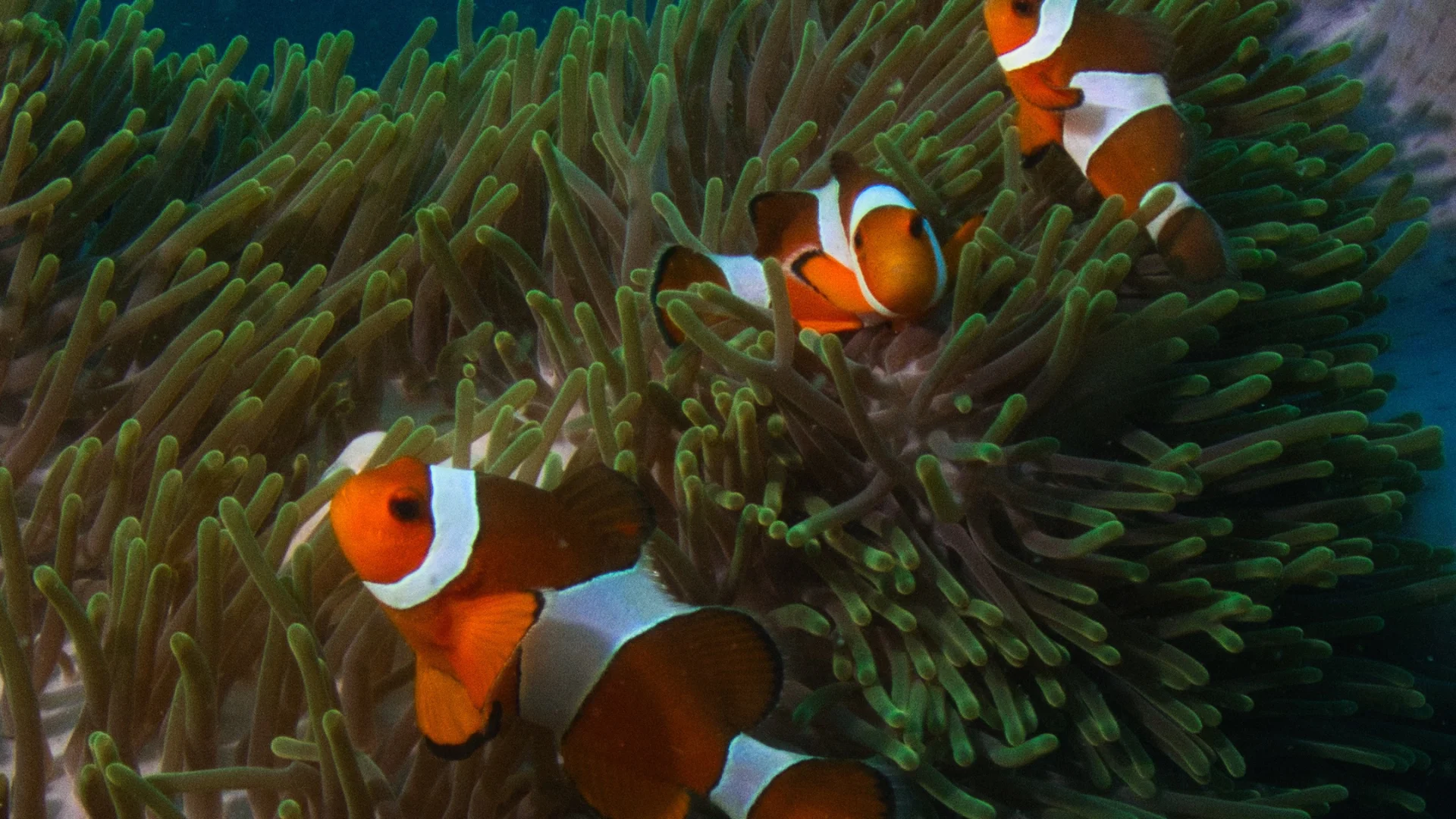 Marine life underwater in Koh Lipe